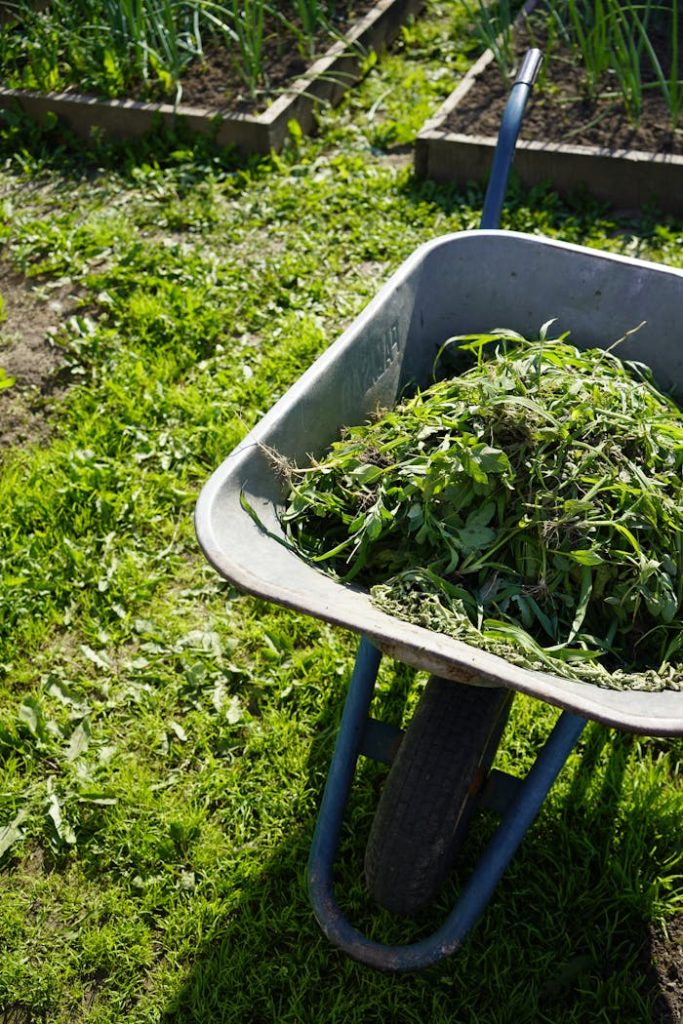 A wheelbarrow filled with fresh cut leaves in a garden during daylight.